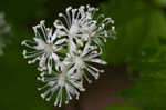 White baneberry <BR>Doll's eyes